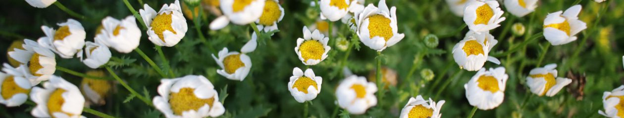 ブロック構築デモサイト｜株式会社メキメキ